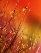 Leidenschaft bringt Einfachheit