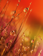 Leidenschaft bringt Einfachheit